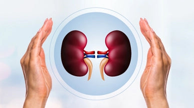 Kidney Health: Protecting Your Kidneys for a Better Life